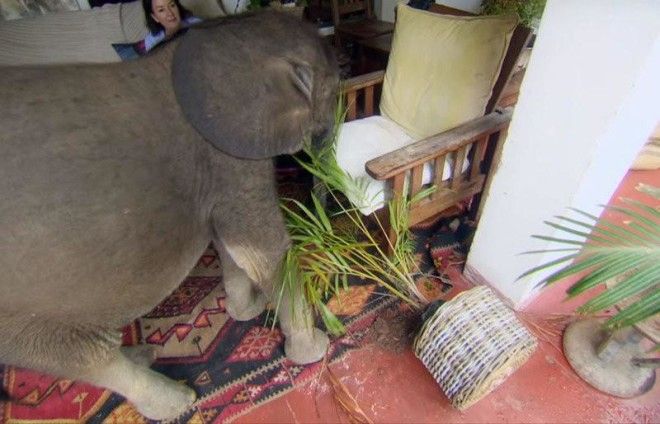 Слоненок ни на шаг не отходит от новой мамы, которая спасла его от смерти 31