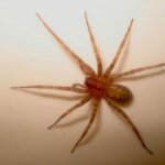 Почему запрещается убивать паука? Убить паука – лишить себя…