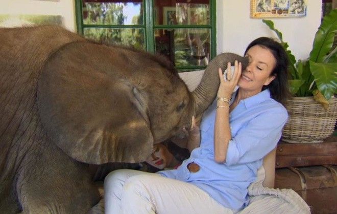 Слоненок ни на шаг не отходит от новой мамы, которая спасла его от смерти 29
