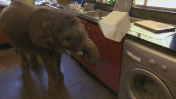 Слоненок ни на шаг не отходит от новой мамы, которая спасла его от смерти 32