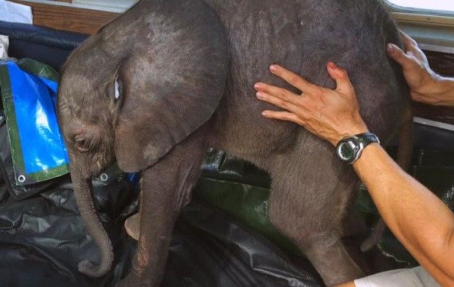 Слоненок ни на шаг не отходит от новой мамы, которая спасла его от смерти 28