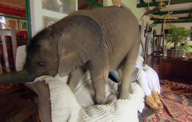 Слоненок ни на шаг не отходит от новой мамы, которая спасла его от смерти 30