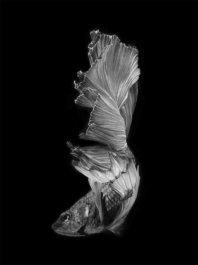 Восхитительные портреты бойцовских рыбок от Висарута Ангкатаванича 38