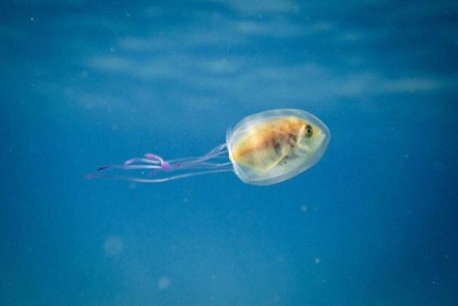 Рыба плывет, застряв в медузе — снимки из разряда один на миллион 11