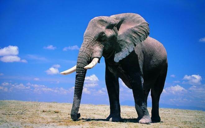 Слоны – невероятно умные животные