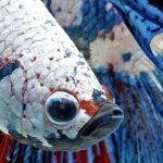 Восхитительные портреты бойцовских рыбок от Висарута Ангкатаванича