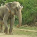 Индийский слон расплакался от радости после освобождения из 50 лет рабства