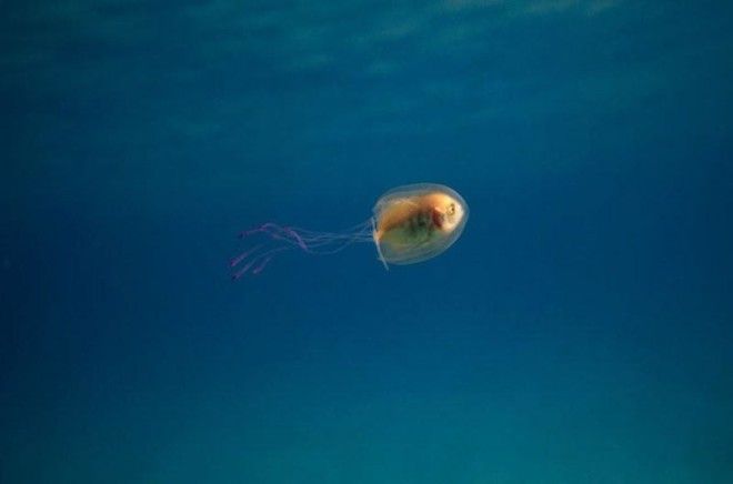 Рыба плывет, застряв в медузе — снимки из разряда один на миллион 12