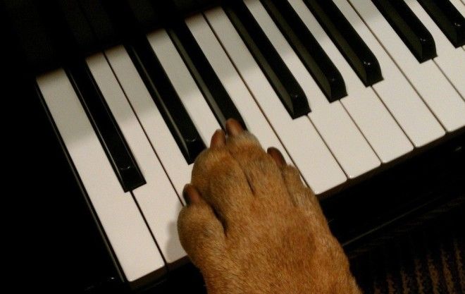 Собачий вальс Шокирующие подробности вальс животные история музыка прикол факты
