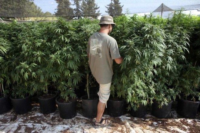 Свободная трава: где в мире легализовали марихуану, где хотят легализовать и где не сажают в тюрьму 23