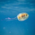 Рыба плывет, застряв в медузе — снимки из разряда один на миллион