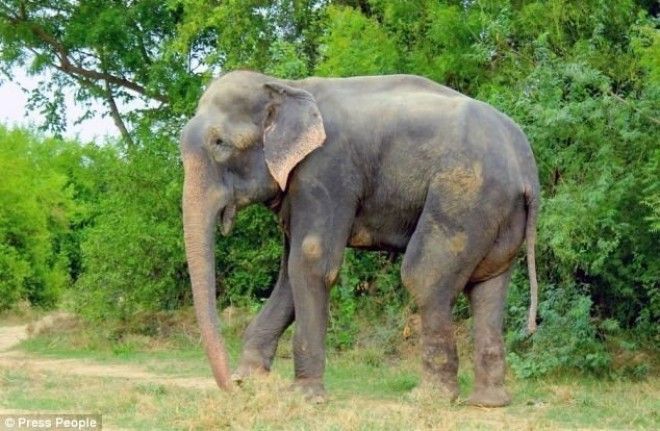 Индийский слон расплакался от радости после освобождения из 50летнего рабства