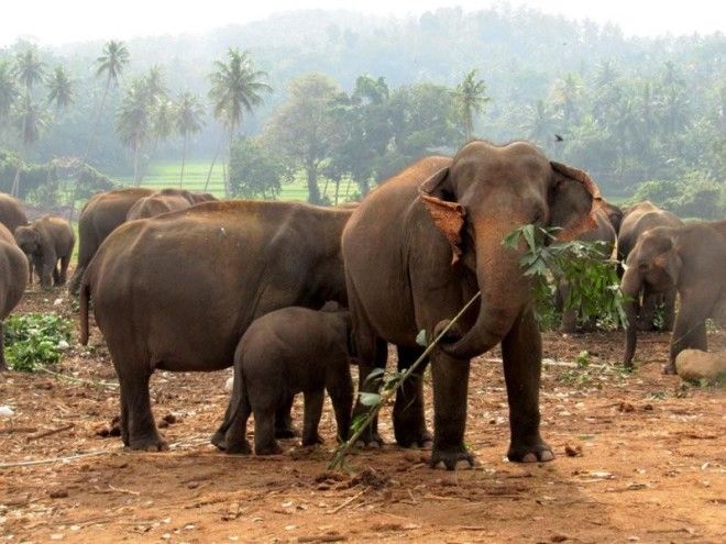 Слоны – невероятно умные животные 10