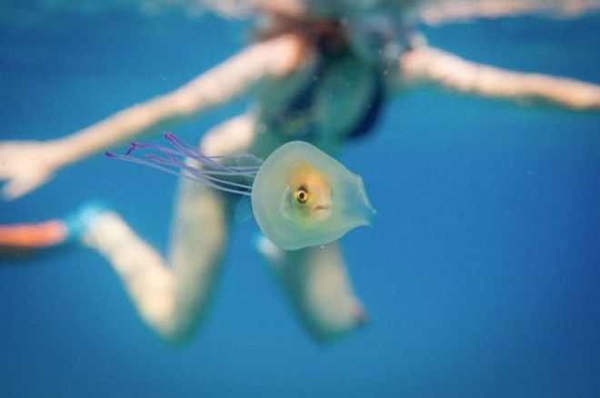 Рыба плывет, застряв в медузе — снимки из разряда один на миллион 10