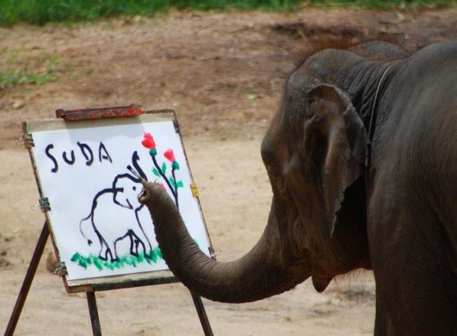 Слоны – невероятно умные животные 11