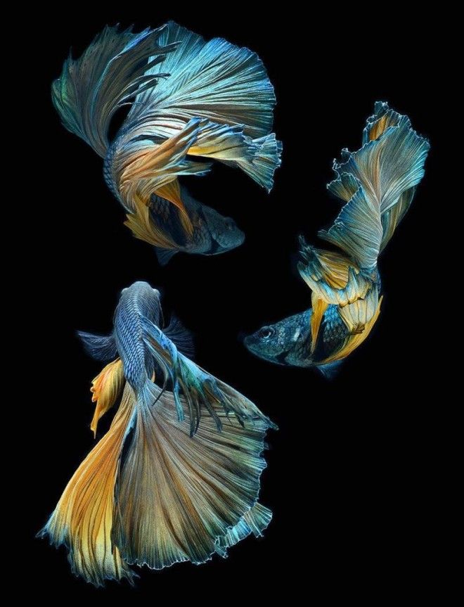 Восхитительные портреты бойцовских рыбок от Висарута Ангкатаванича 44