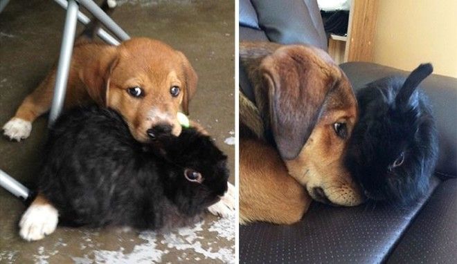 До и после: 20 фотографий друзей-животных, которые выросли вместе 46