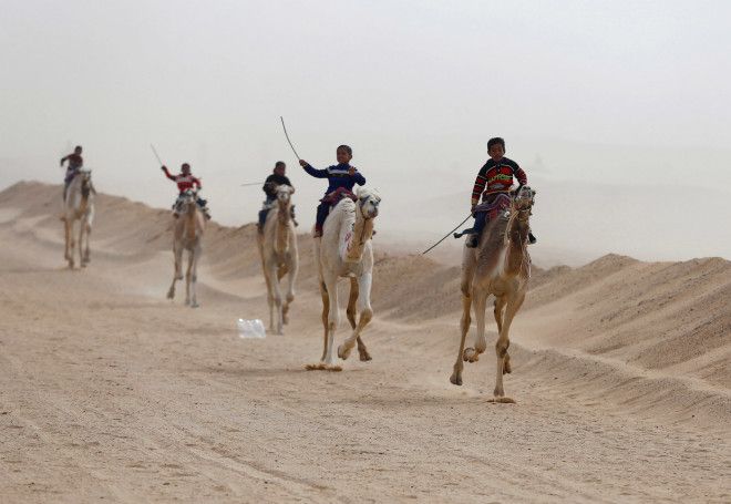 Как в Египте проходят скачки на верблюдах