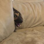 17 собак, которые забыли, как правильно использовать диван
