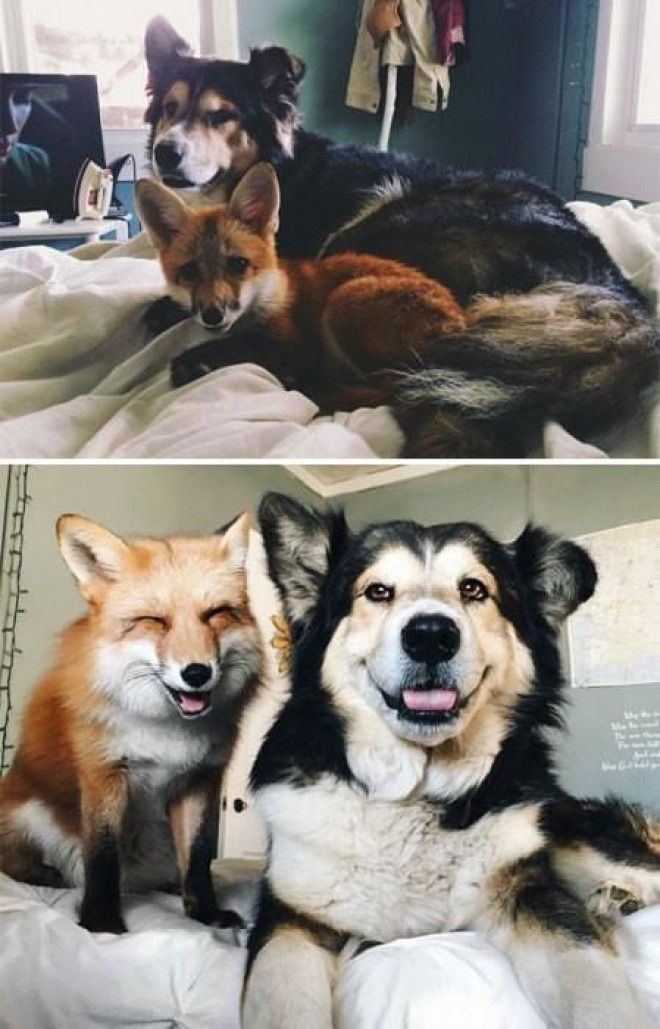 До и после: 20 фотографий друзей-животных, которые выросли вместе 39