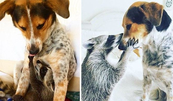 До и после: 20 фотографий друзей-животных, которые выросли вместе 44