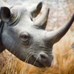Самые интересные факты о носорогах