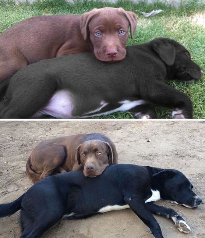 До и после: 20 фотографий друзей-животных, которые выросли вместе 50