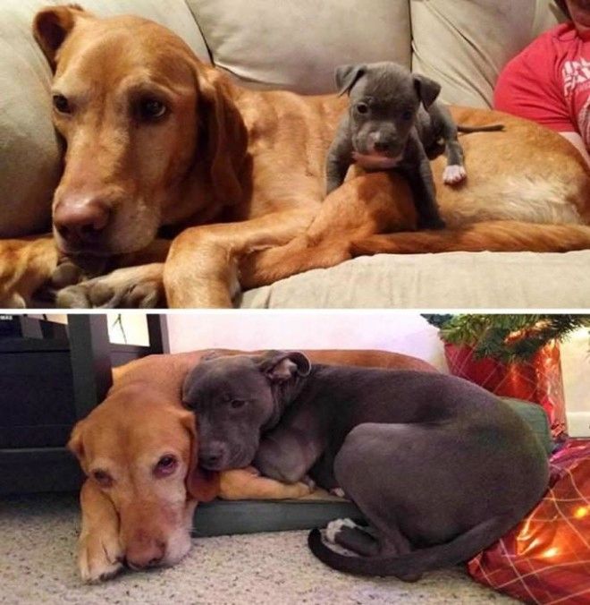 До и после: 20 фотографий друзей-животных, которые выросли вместе 43