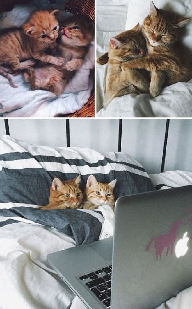 До и после: 20 фотографий друзей-животных, которые выросли вместе 41