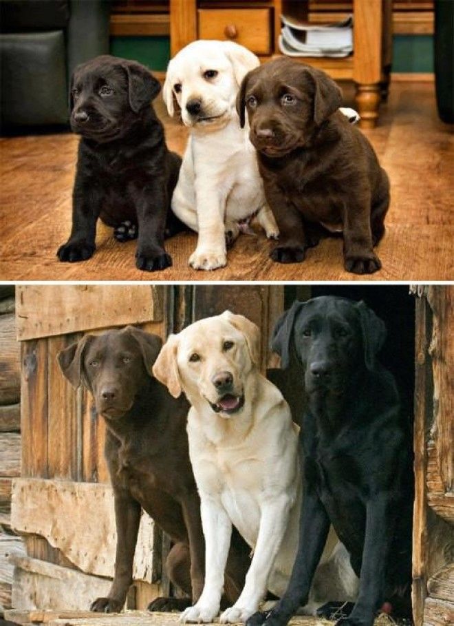 До и после: 20 фотографий друзей-животных, которые выросли вместе 40
