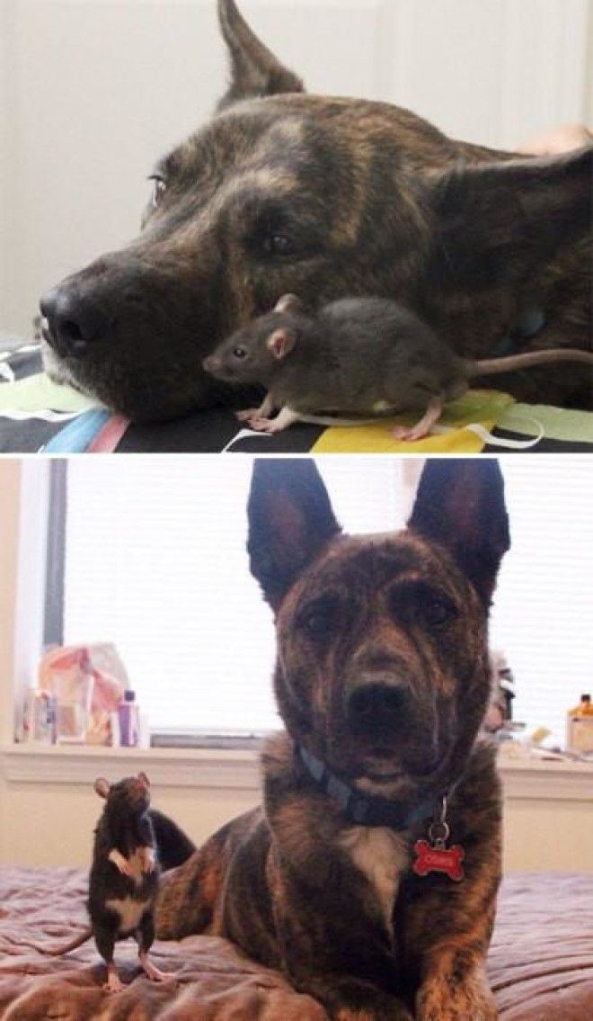 До и после: 20 фотографий друзей-животных, которые выросли вместе 45