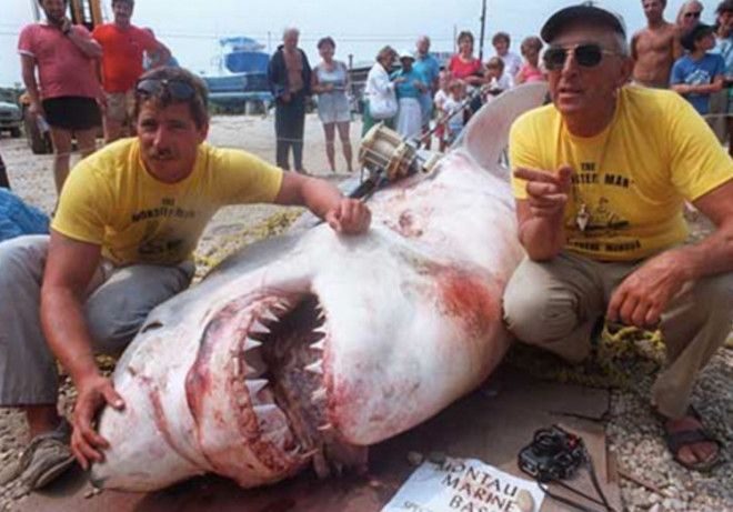 Вес акулы 2041 кг Чтобы поймать большую белую акулу в 1964 году в числе прочего Фрэнку Мандусу потребовалось пять гарпунов После 5 часов противостояния акула все же сдалась Вес добычи составил 2041 кг