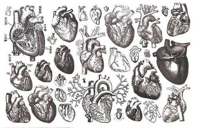 Картинки по запросу сердце человека арт