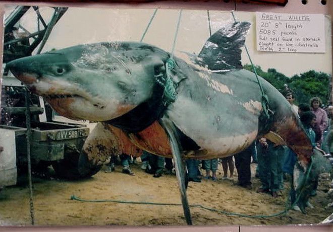 Вес акулы 2306 кг В 1970 году у острова Филлипа была поймана самая большая по весу акула в истории Вес акулы длиной 62 метра составил 2306 кг Хотя это считается абсолютным рекордом многие ставят его под сомнение поскольку перед тем как акула была поймана она успела плотно подкрепиться тюленем остатки которого были найдены в ее желудке 