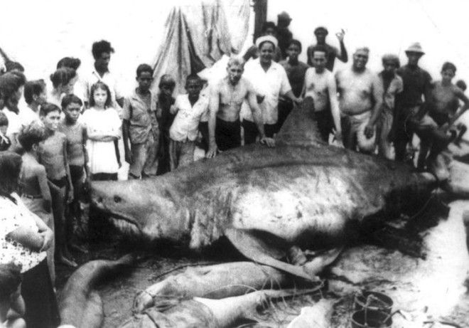 Вес акулы неизвестен В 1945 году во время плановой рыбалки в Мексиканском заливе 6 рыбаков случайно поймали самую опасную для человека разновидность акул белую акулу Длина кархародона составила 64 метра В честь деревушки откуда они были родом трофей рыбаки назвали монстр из Коджимар