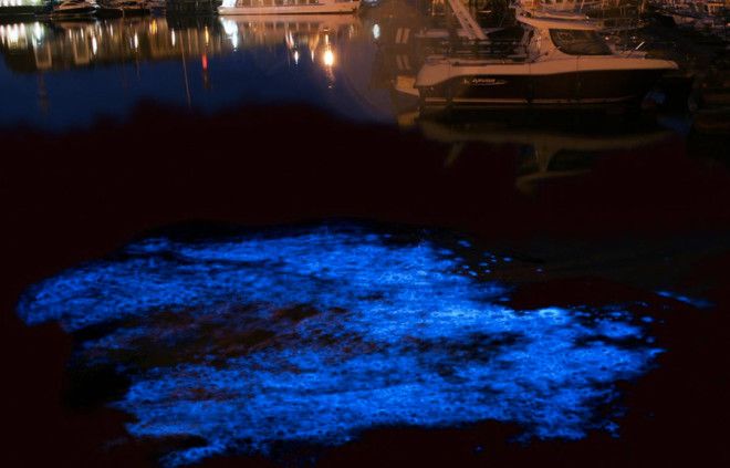 Морской порт Зебрюгге Бельгия  Дополнительной подсветкой может похвастаться и порт Зебрюгге В темное время суток планктон окрашивает воду у причалов в голубой цвет