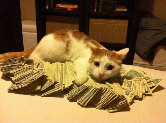 Просто интересно сколько жизней ушло у котяры чтобы намутить такие деньжищи богатые люди мира деньги развлечения
