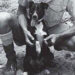 10 невероятных историй о героических собаках на войне