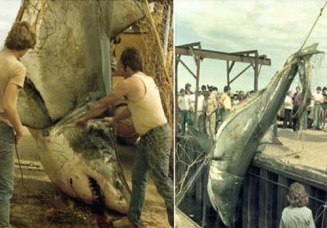 Вес акулы неизвестен В 1983 году в сети рыбака Дэвида Маккендрика в районе острова Принца Эдуарда попалась большая белая акула В сети угодила самка длиной 61 метр Акула вошла в топ самых крупных акул которые были измерены специалистами Центра по исследованию акул Канады