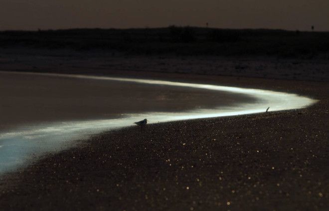 ВосточноФризские острова Германия  Ночью вода вблизи берега у ВосточноФризских островов переливается синезеленым свечением испускаемым светящимся планктоном