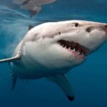 10 ужасающих нападений акул на людей