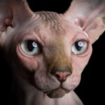 Завораживающие портреты бесшёрстных кошек