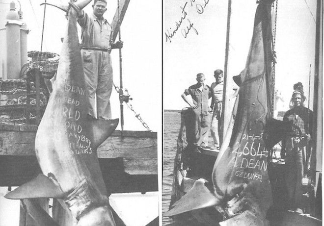 Вес акулы 1208 кг Одной из крупнейших пойманных акул зарегистрированных Международной ассоциацией агентств рыбы и дичи стала акула пойманная Альфом Дином На побережье австралийского Сидуна в 1959 году рыбак выловил 5метровую акулу весом 1208 кг