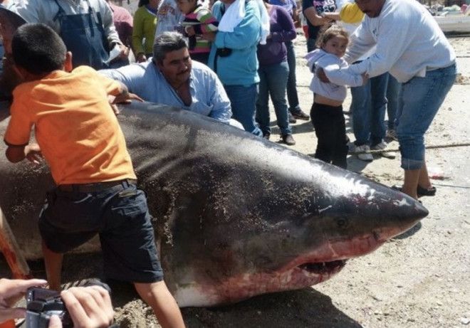 Вес акулы 907 кг В 2012 году после очередной рыбалки мексиканский рыбак вернулся местным героем Его основным уловом за которым он отправился в море Кортеса стала 907килограммовая большая белая акула Длина акулы составила 6 метров 