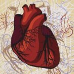20 фактов о человеческом сердце