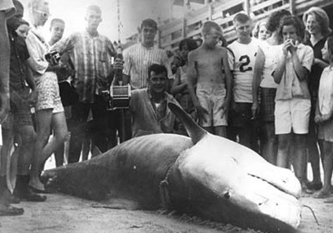 Вес акулы 807 кг Вальтер Максвелл вписал свое имя в историю как рыбак которому посчастливилось поймать одну из самых больших тигровых акул У МиртлБич Южная Каролина в 1964 году его добычей стала 807килограммовая тигровая акула Его рекорд никто не мог превзойти на протяжении 40 лет