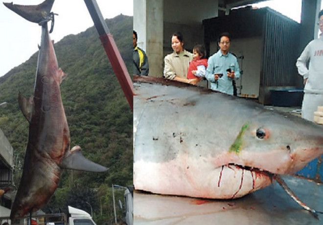 Вес акулы 1750 кг Усилиями 10 рыбаков в 2012 году в Тайване была поймана большая белая акула весом 1750 кг и длиной 6 метров Обитатель подводных глубин оказался настолько тяжелым что рыбаки затаскивали его на борт судна целый час