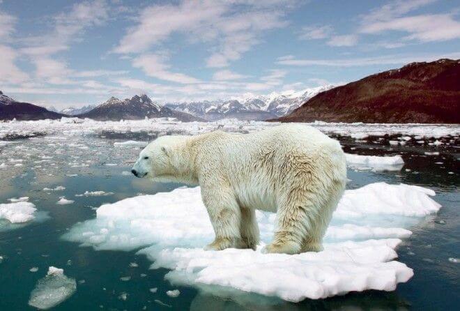 20 тревожных фактов о глобальном потеплении